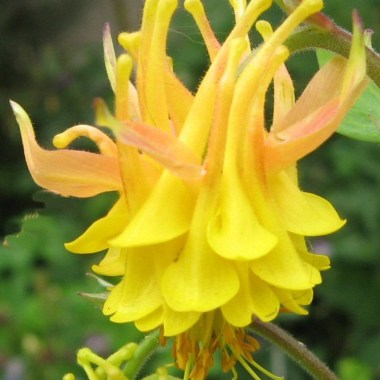 c4db2600eadfc993fdb085c3e6749e44--wonderful-flowers-unusual-flowers (1)